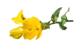 Primrose ulje u zxcvbnmqwert